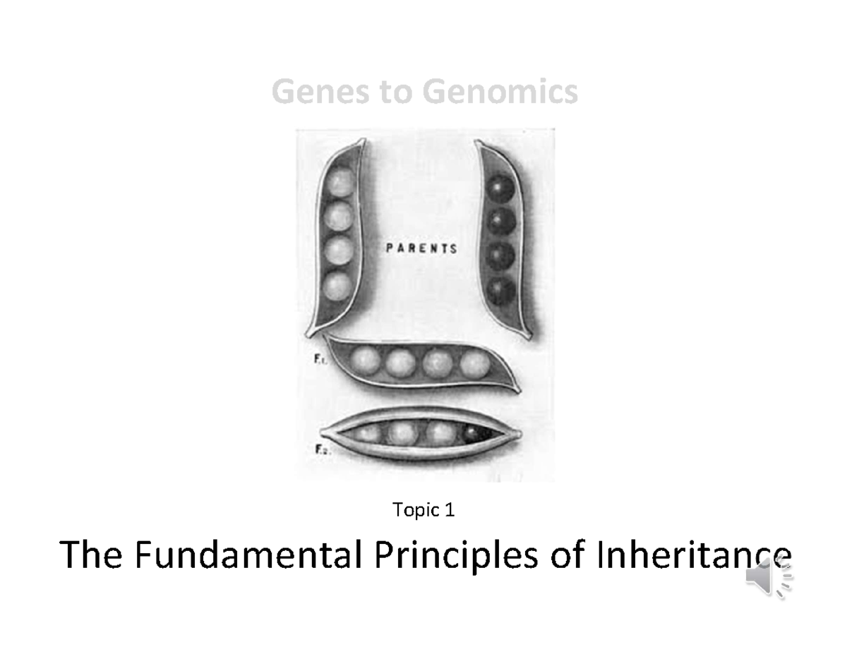 Mendelian Genetics Video 1 Slides Introduction The Fundamental