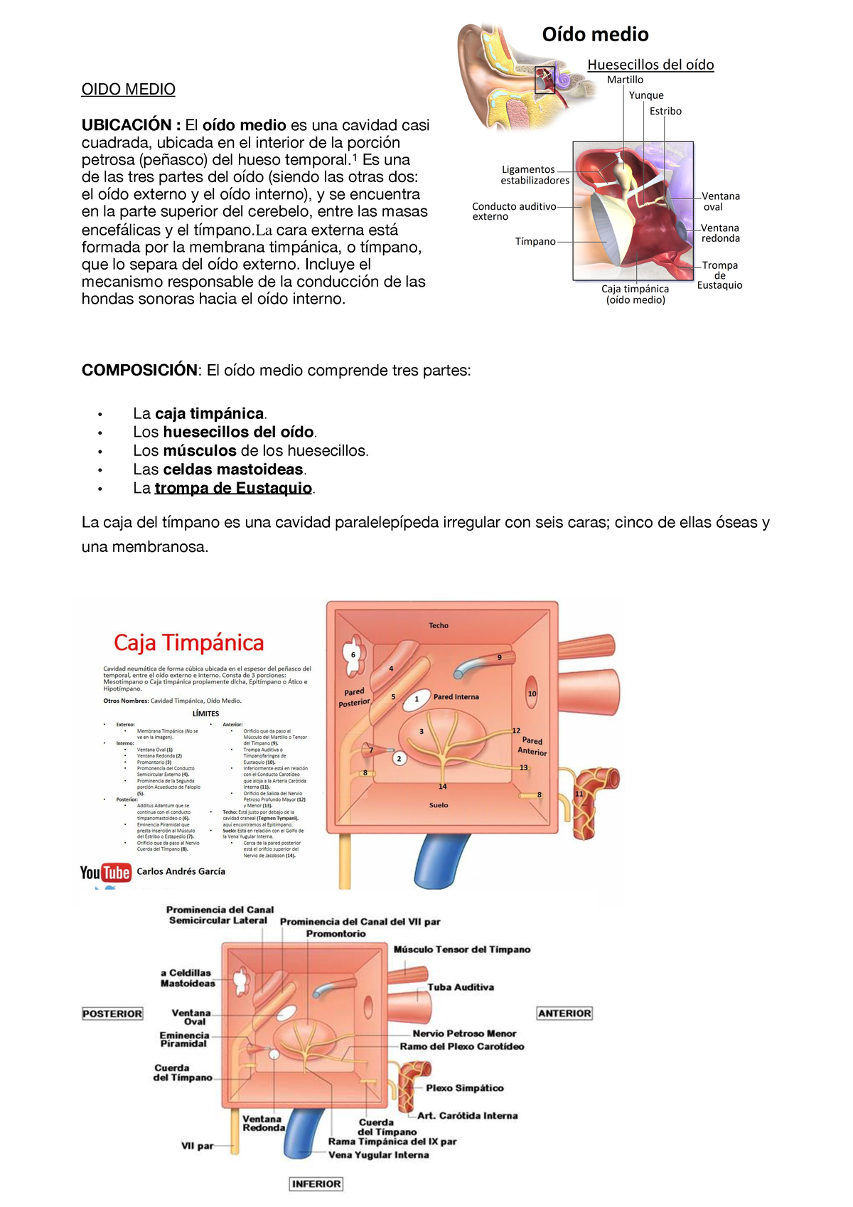 cuerda del tímpano en el oído medio