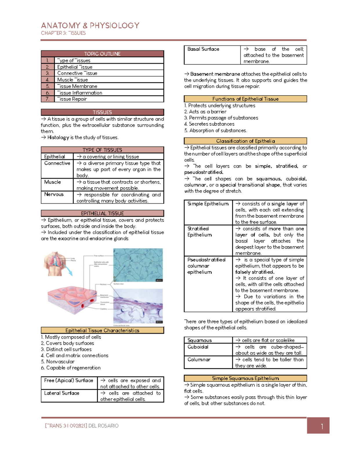 03 - Lecture Ntoes - CHAPTER 3: TISSUES TISSUES → A Tissue Is A Group ...