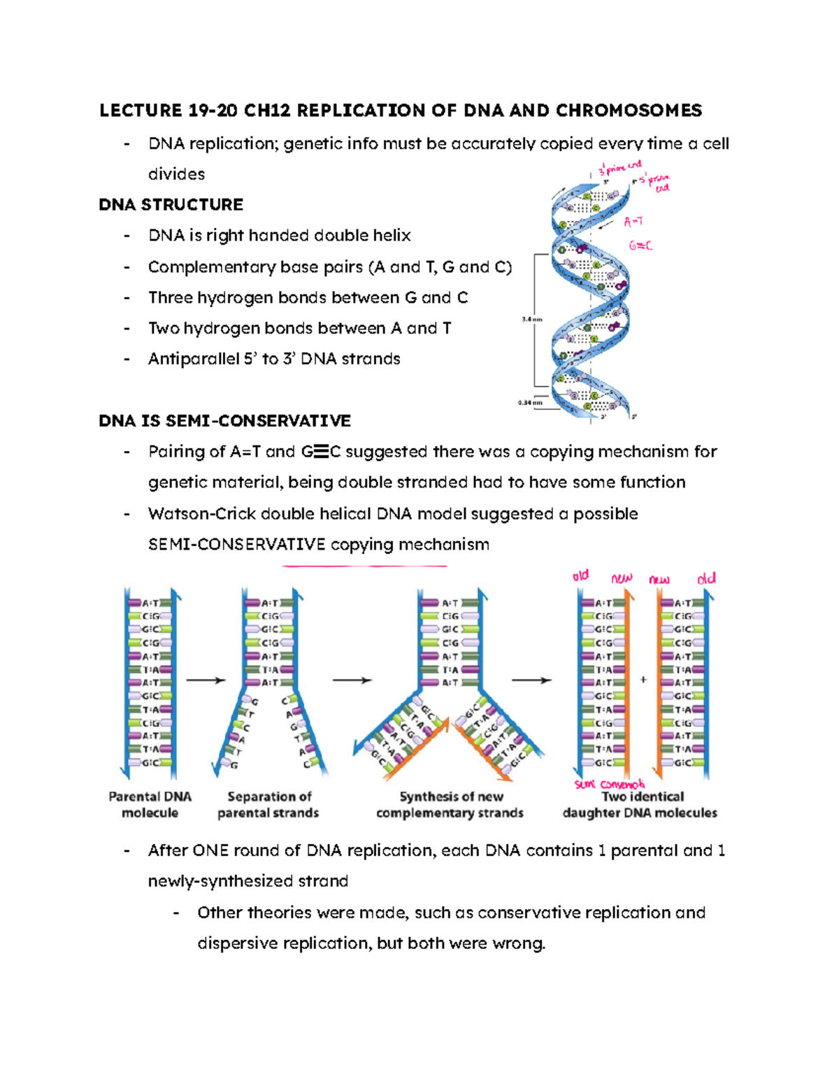 MBG Final Notes - LECTURE 19-20 CH12 REPLICATION OF DNA AND CHROMOSOMES ...
