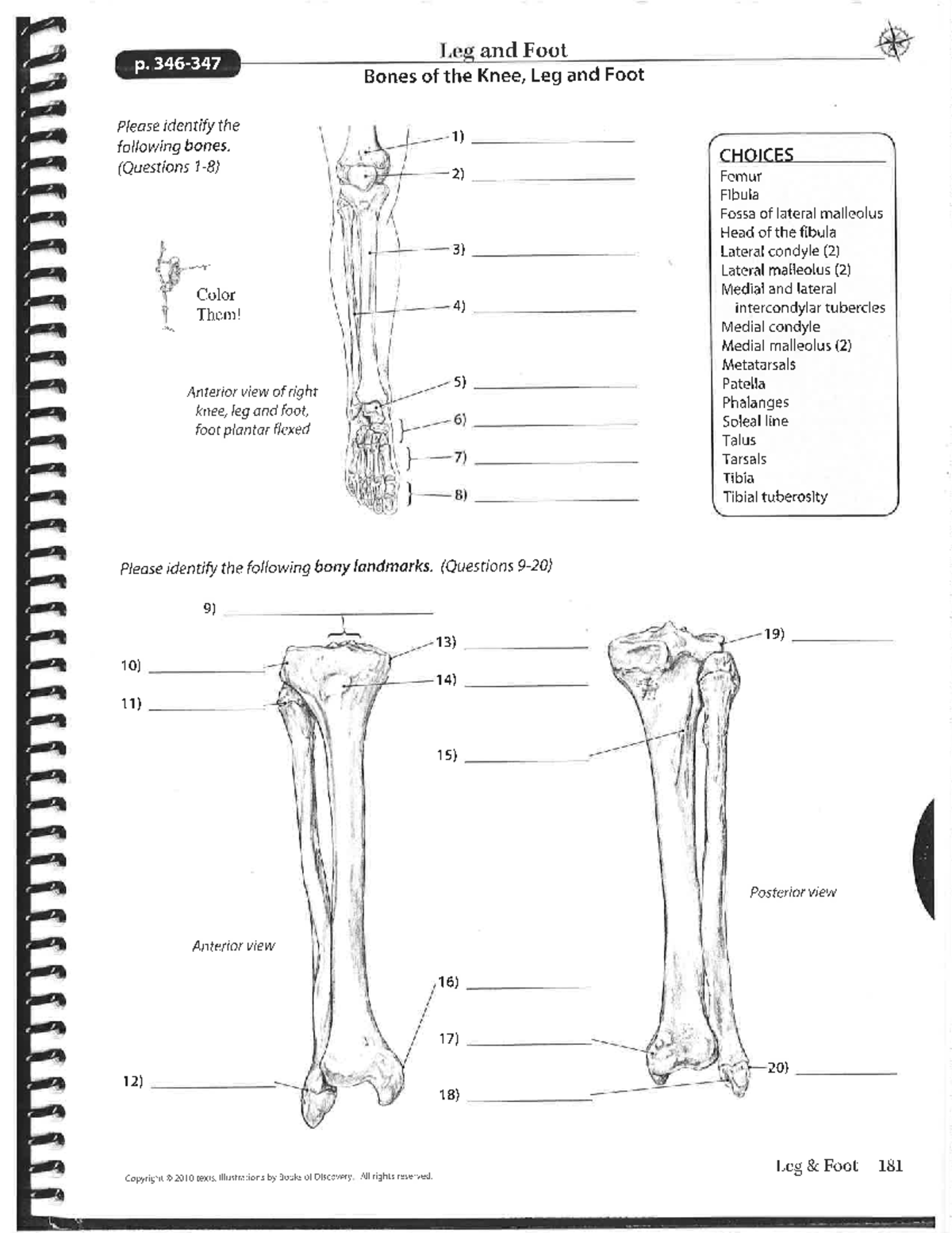 Anatomical Kinesiology Assignment 5 EXSS 2381 Studocu