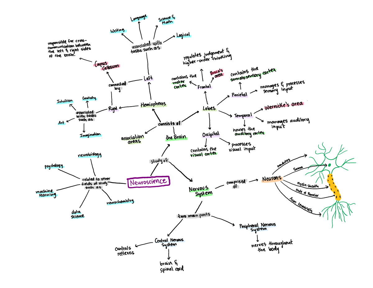 FDOC Concept Map NSCI - NSCI 175 - Studocu