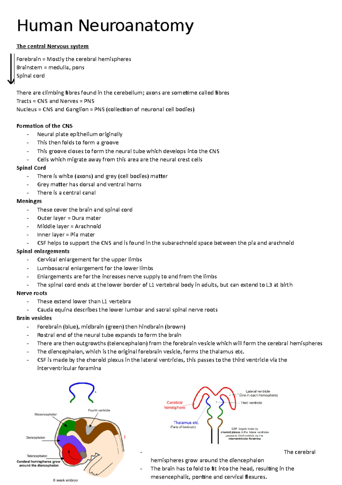 Neuroanatomy - Lecture Notes 1-22 - Human Neuroanatomy The Central ...