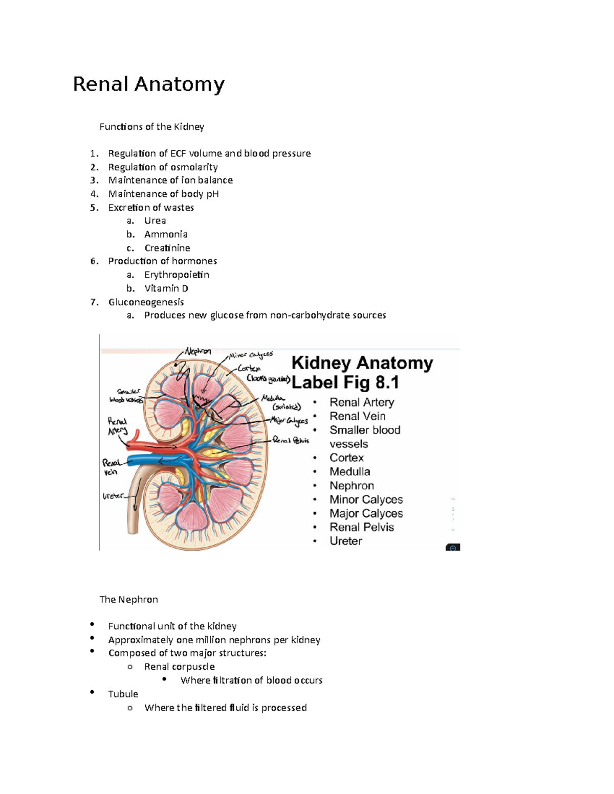 Physiology 1021 Chapter 8 - Renal Anatomy Functions of the Kidney ...