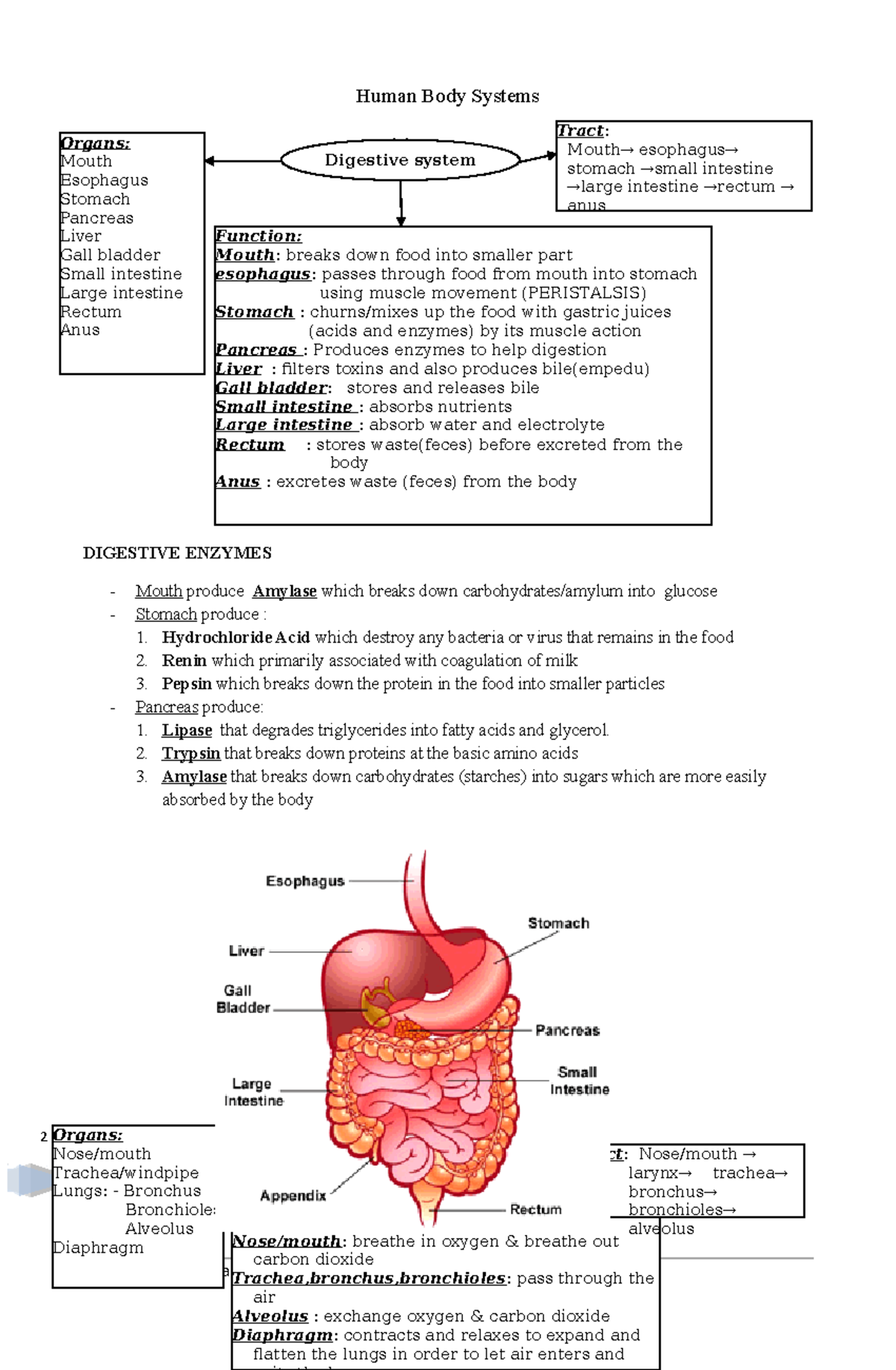Human Body Systems grade 6 2 Human Body Systems DIGESTIVE ENZYMES