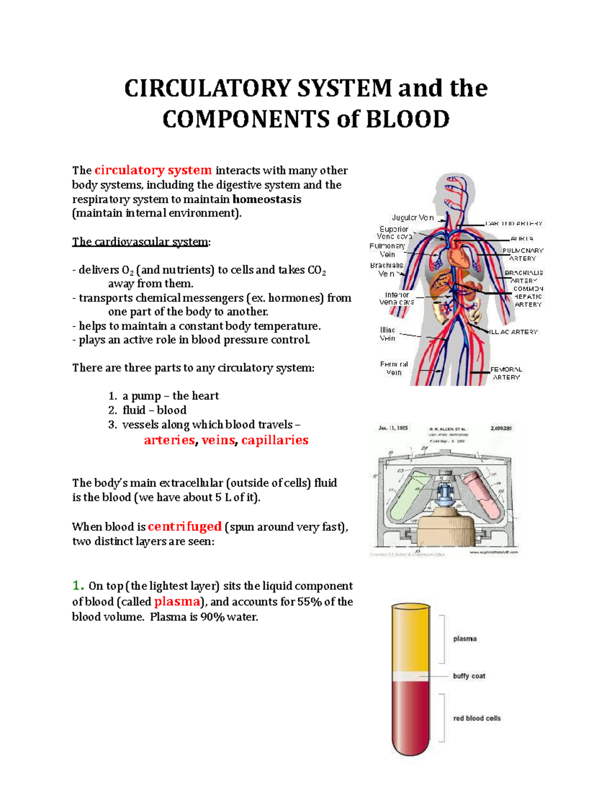 circulatory-system-and-the-components-of-blood-circulatory-system-and