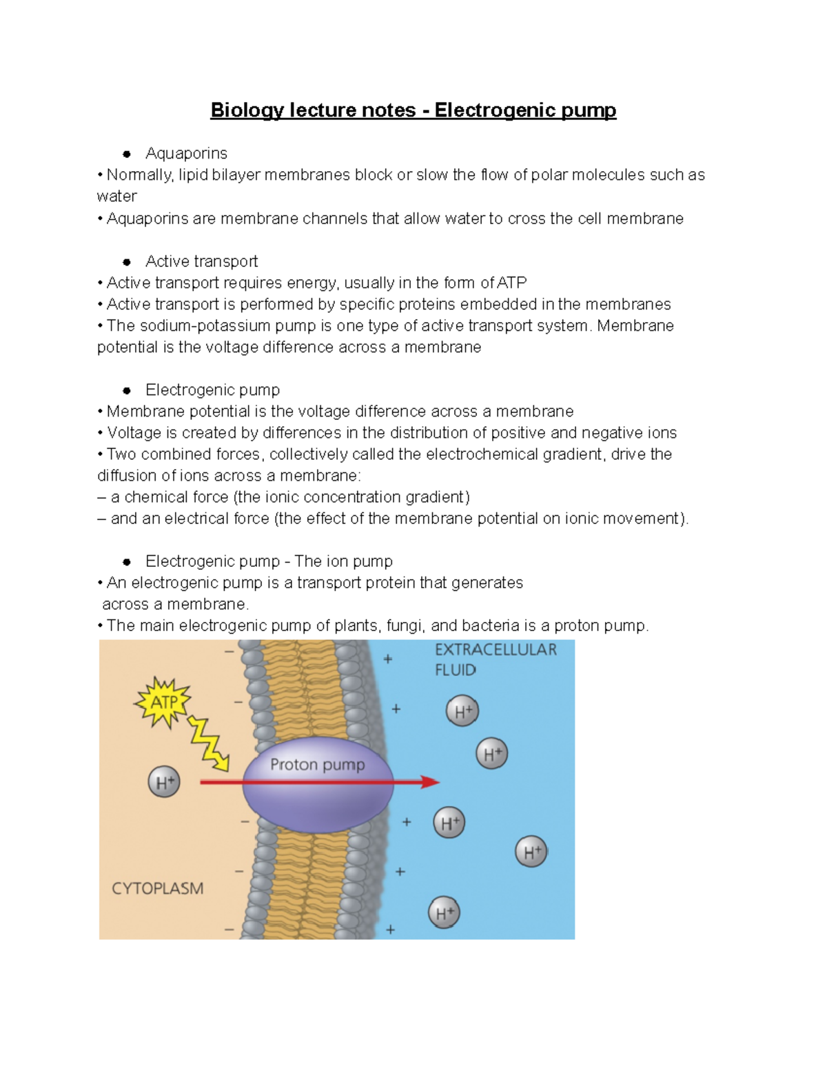 Biology lecture notes Electrogenic pump Membrane potential is the
