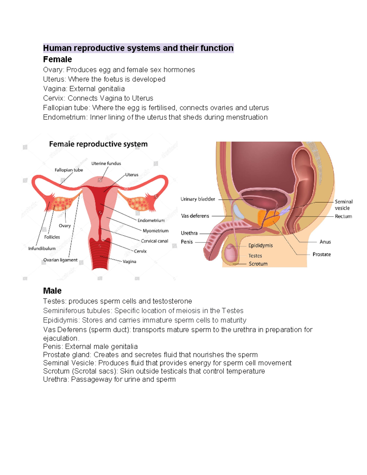 Year 10 Biology Notes - Human reproductive systems and their function ...