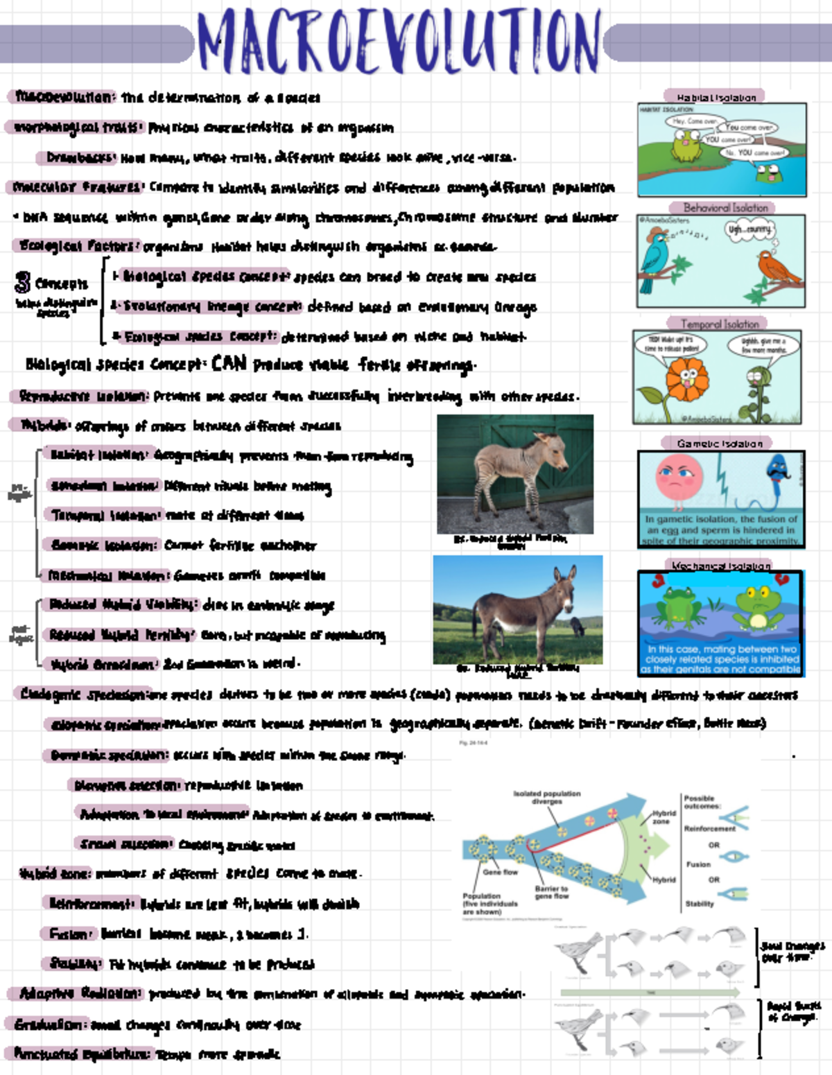 Macroevolution Catherine Mcentee Bio 1001 Class Chapter Summary