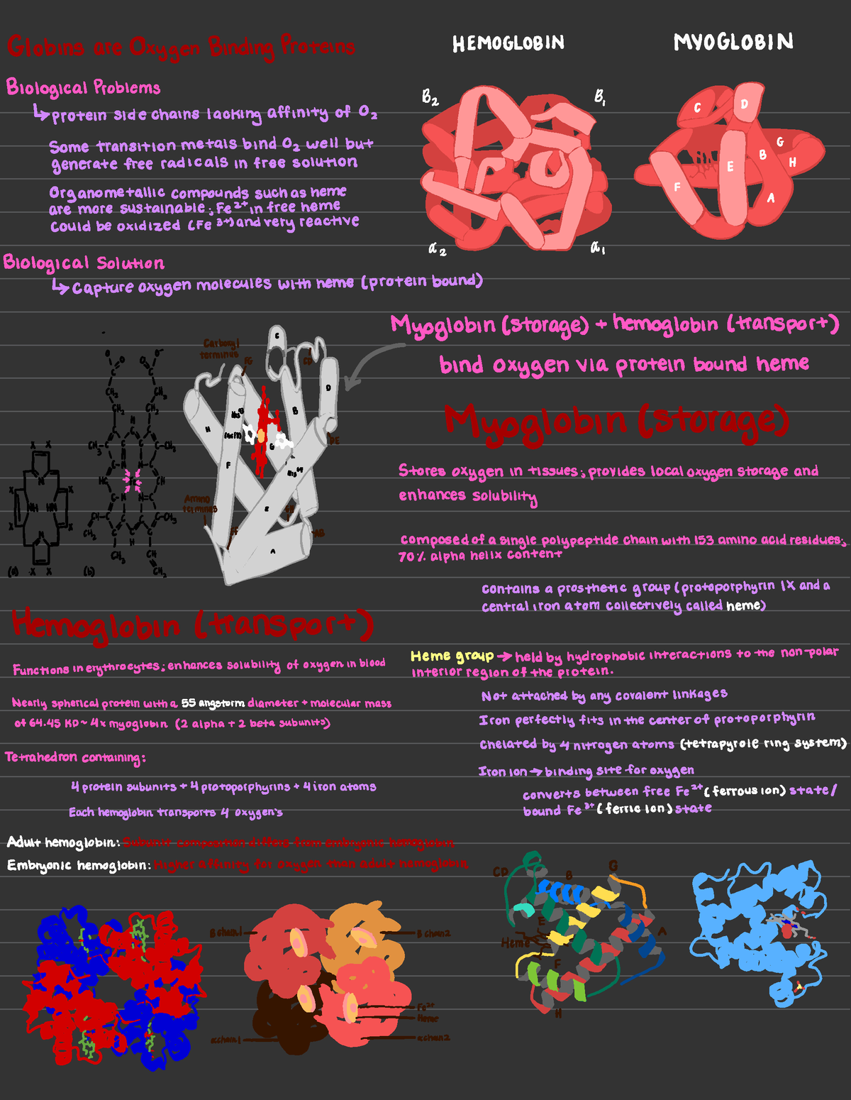 module-3-lesson-2-myoglobin-and-hemoglobin-globins-are-oxygenbinding