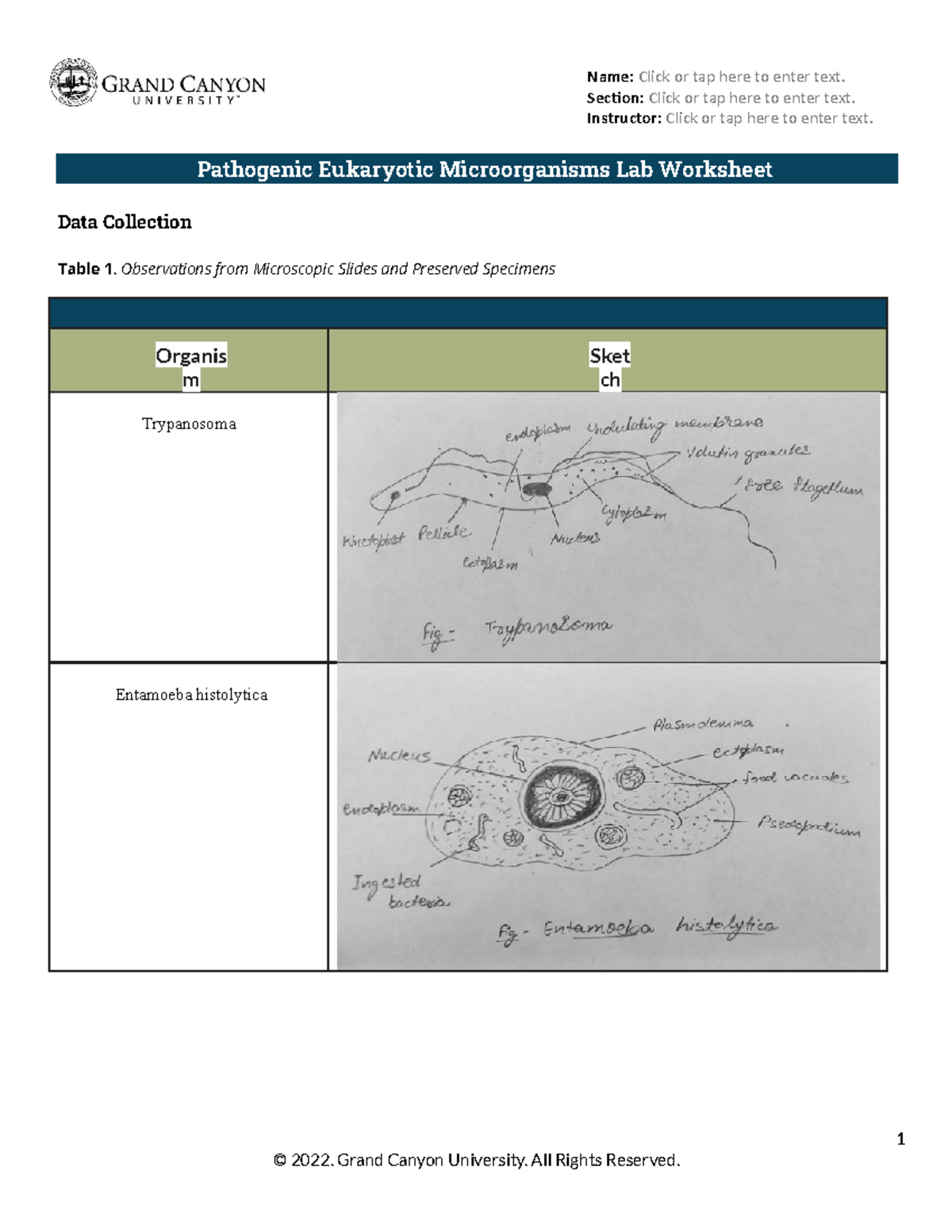 BIO 205L RS Lab13Pathogenic Eukaryotic Microorganisms WS Online
