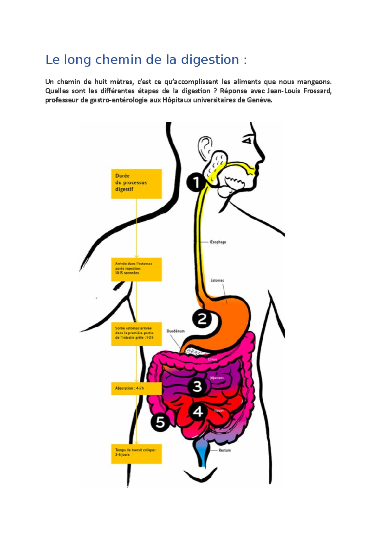 le-long-chemin-de-la-digestion-quelles-sont-les-dif-rentes-tapes-de
