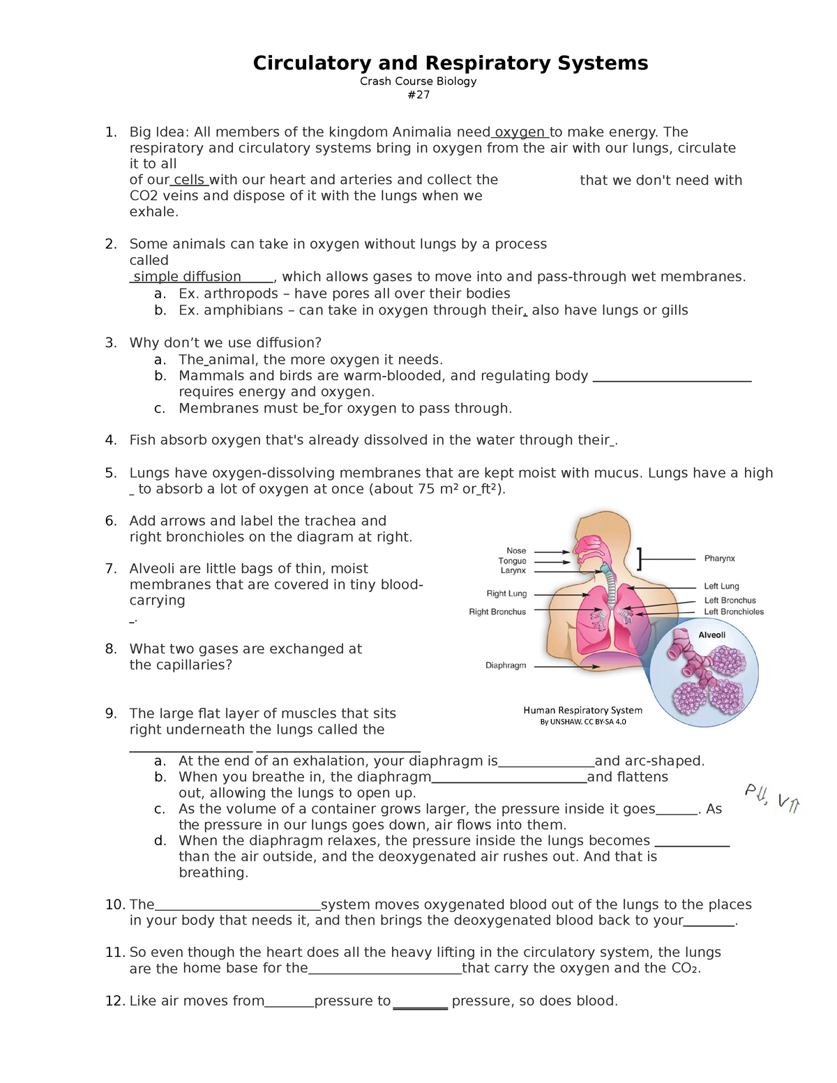 Crash Course Worksheet Circulatory and Respiratory Systems Crash