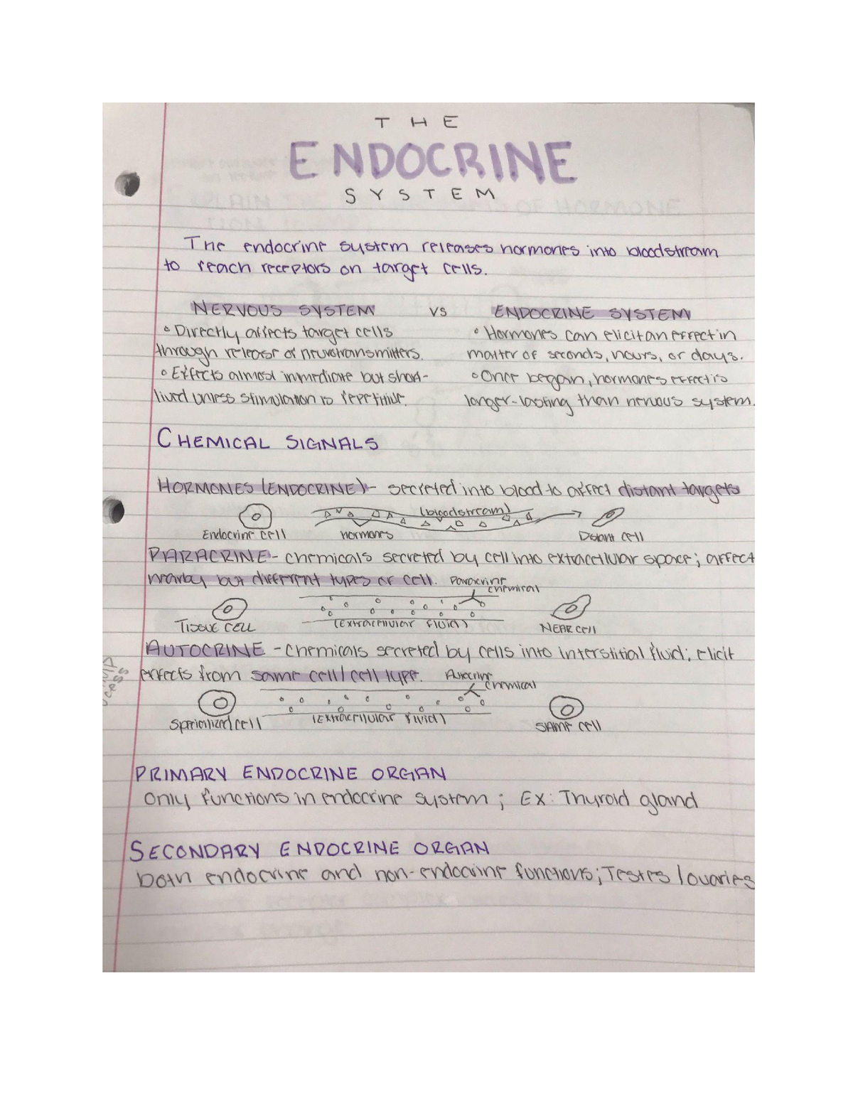 The Endocrine System - APHY102 - Studocu