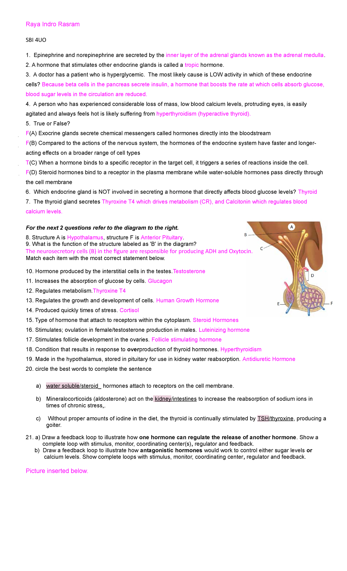 Raya Rasram Endocrine system review activity - Raya Indro Rasram SBI ...