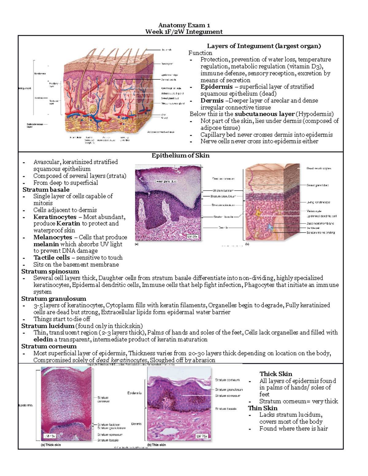 2. Integument - Anatomy Exam 1 Week 1F/2W Integument Layers of ...