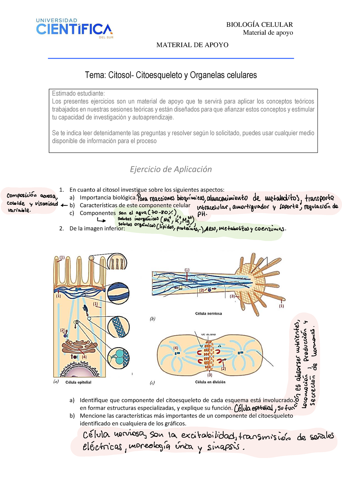 Biolog%C3%ADa+Celular-Material+de+apoyo+sesi%C3%B3n+citoesqueleto+y ...