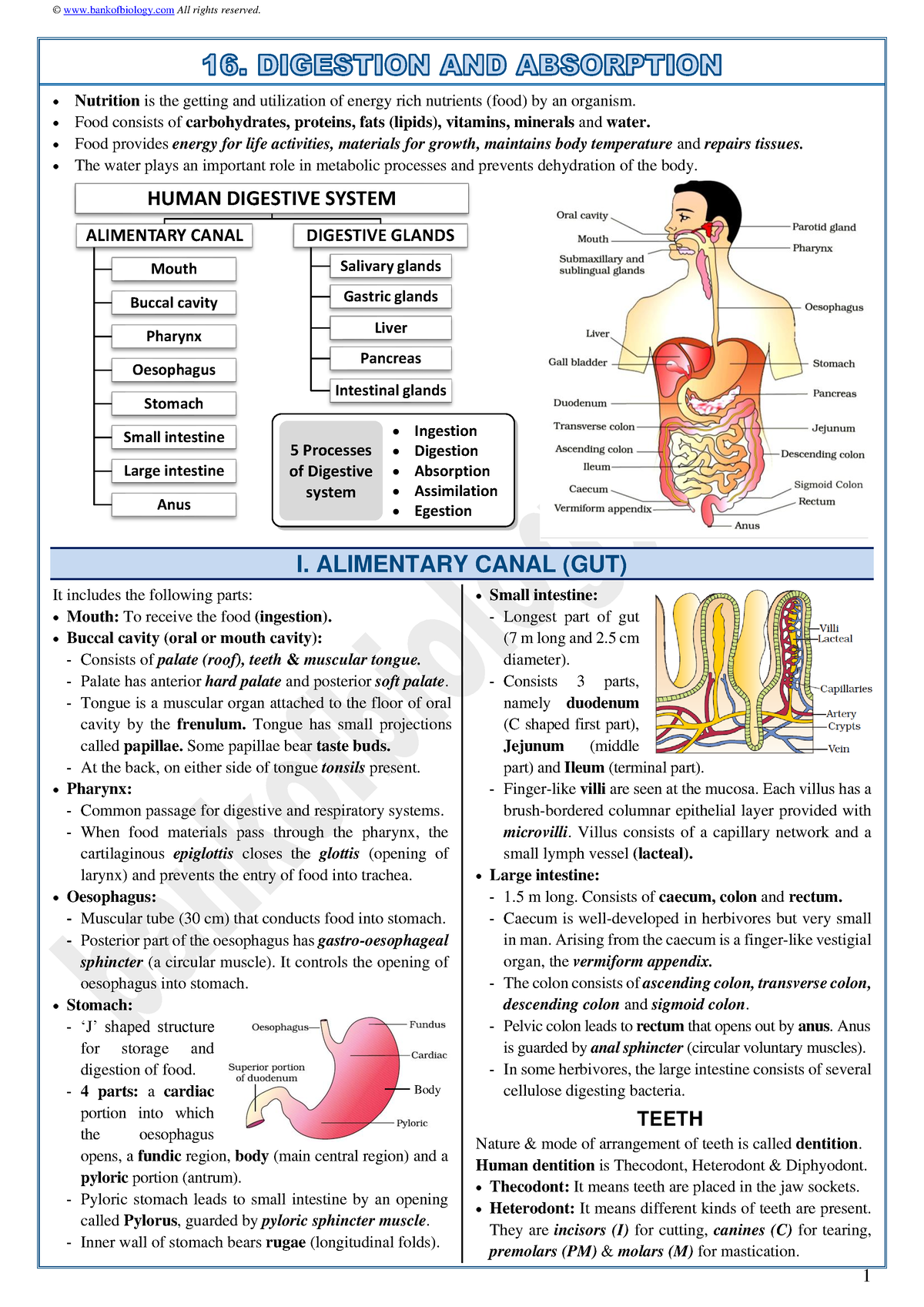 16 Digestion n absorption-sample notes 2021 - © bankofbiology All ...