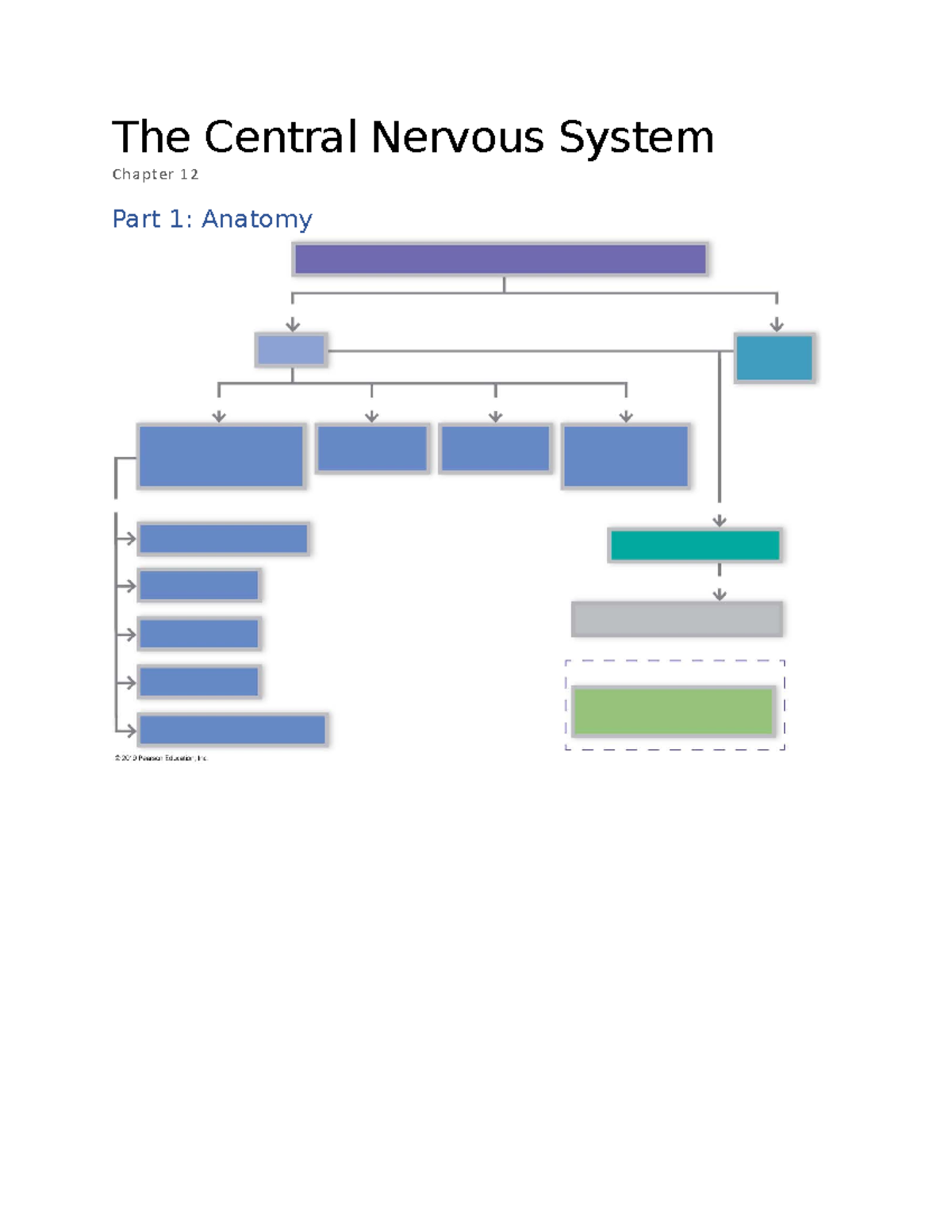 L2 - CNS Brain - lecture notes - The Central Nervous System Chapter 12 ...