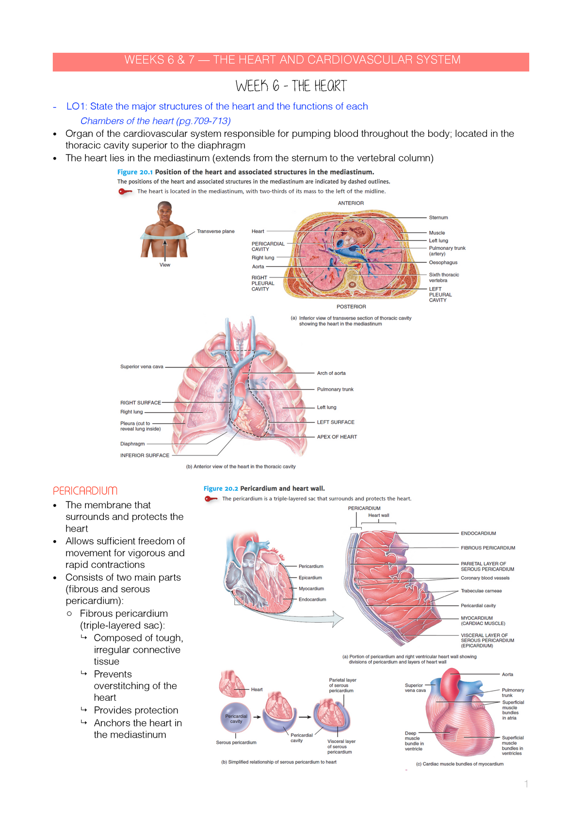 6 - the heart - Summary Principles of Anatomy and Physiology - WEEKS 6 ...