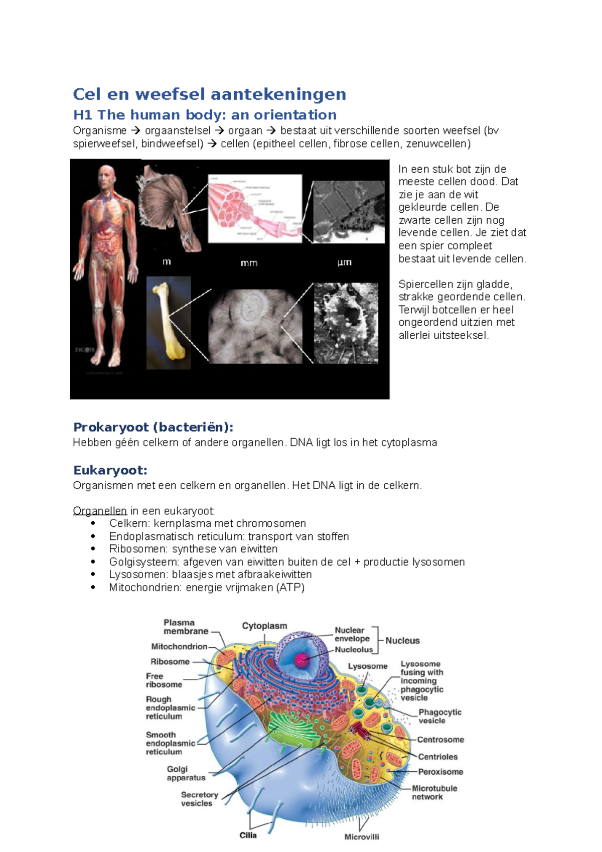 Cel En Weefsel Samenvatting - Cel En Weefsel Aantekeningen H1 The Human ...