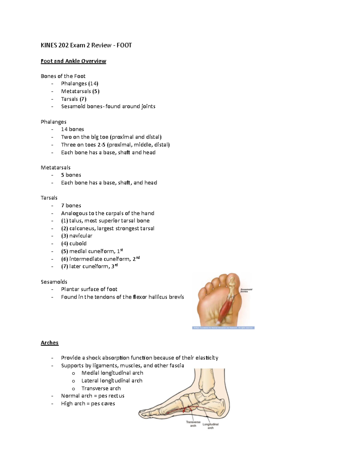 Foot And Ankle Exam Review - KINES 202 Exam 2 Review - FOOT Foot And ...