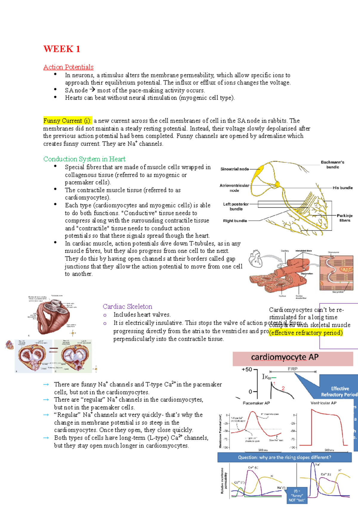 BMD221 - Lecture notes 1-2 - WEEK 1 Action Potentials In neurons, a ...