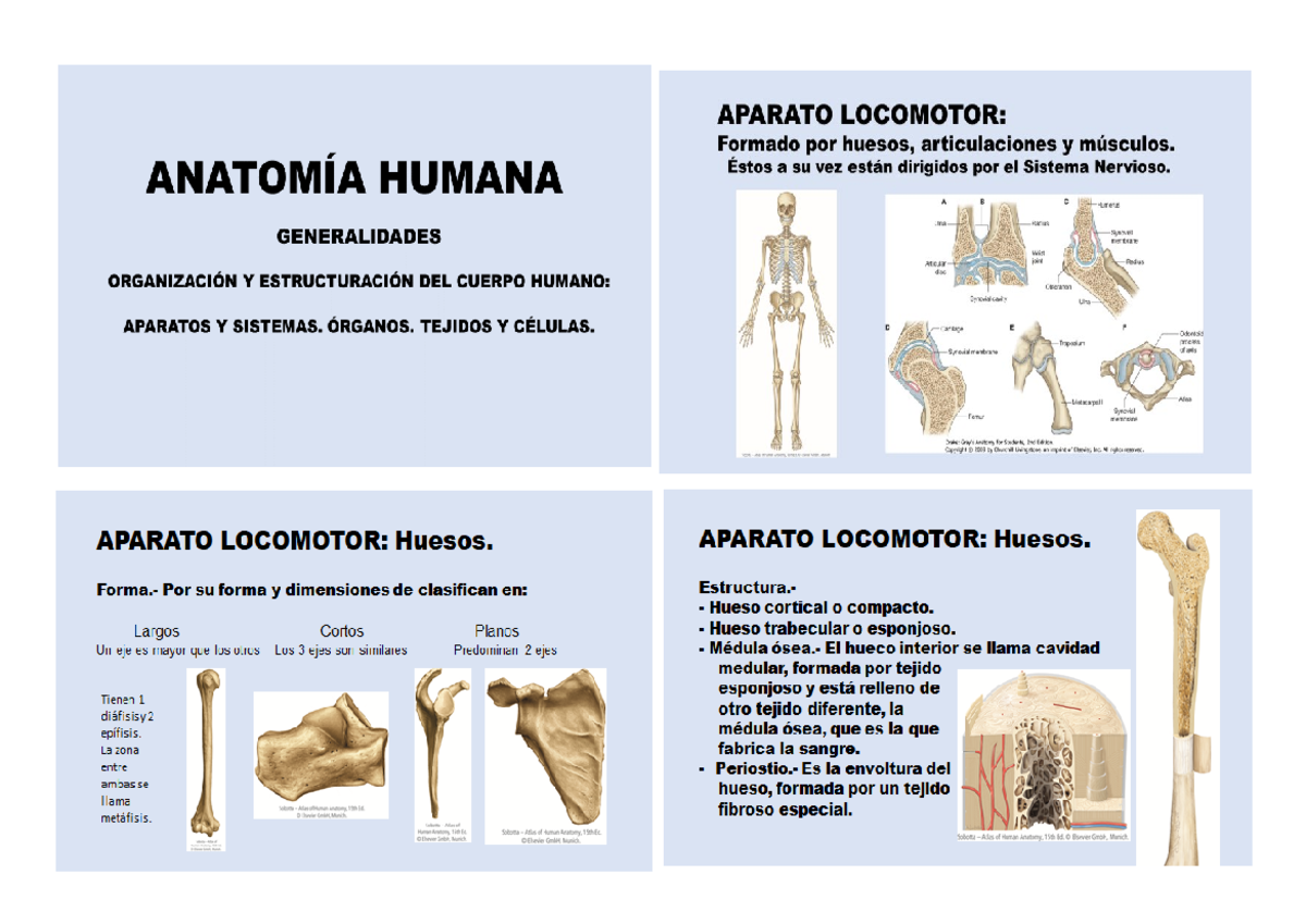 Anatom%C3%8DA+ Humana+Aparato+Locomotor+huesos+4 - Anatomia Humana I ...