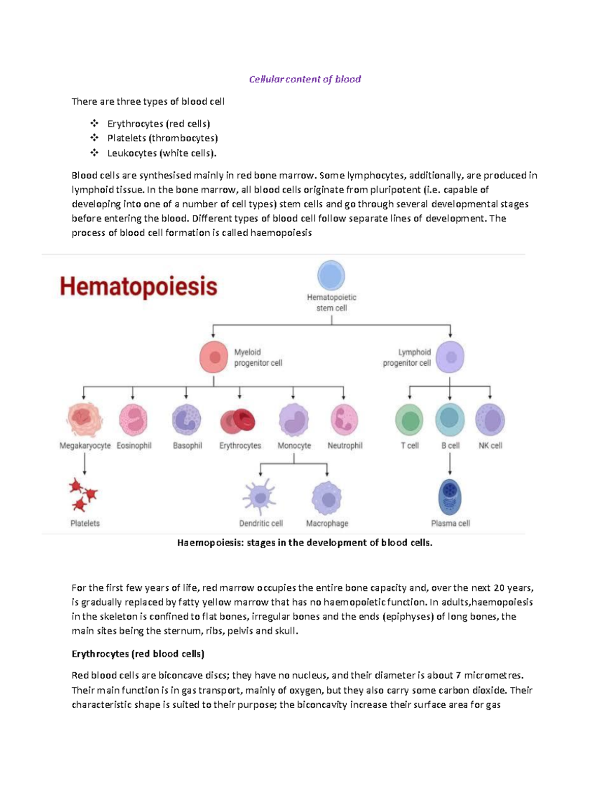 essay on types of blood cells