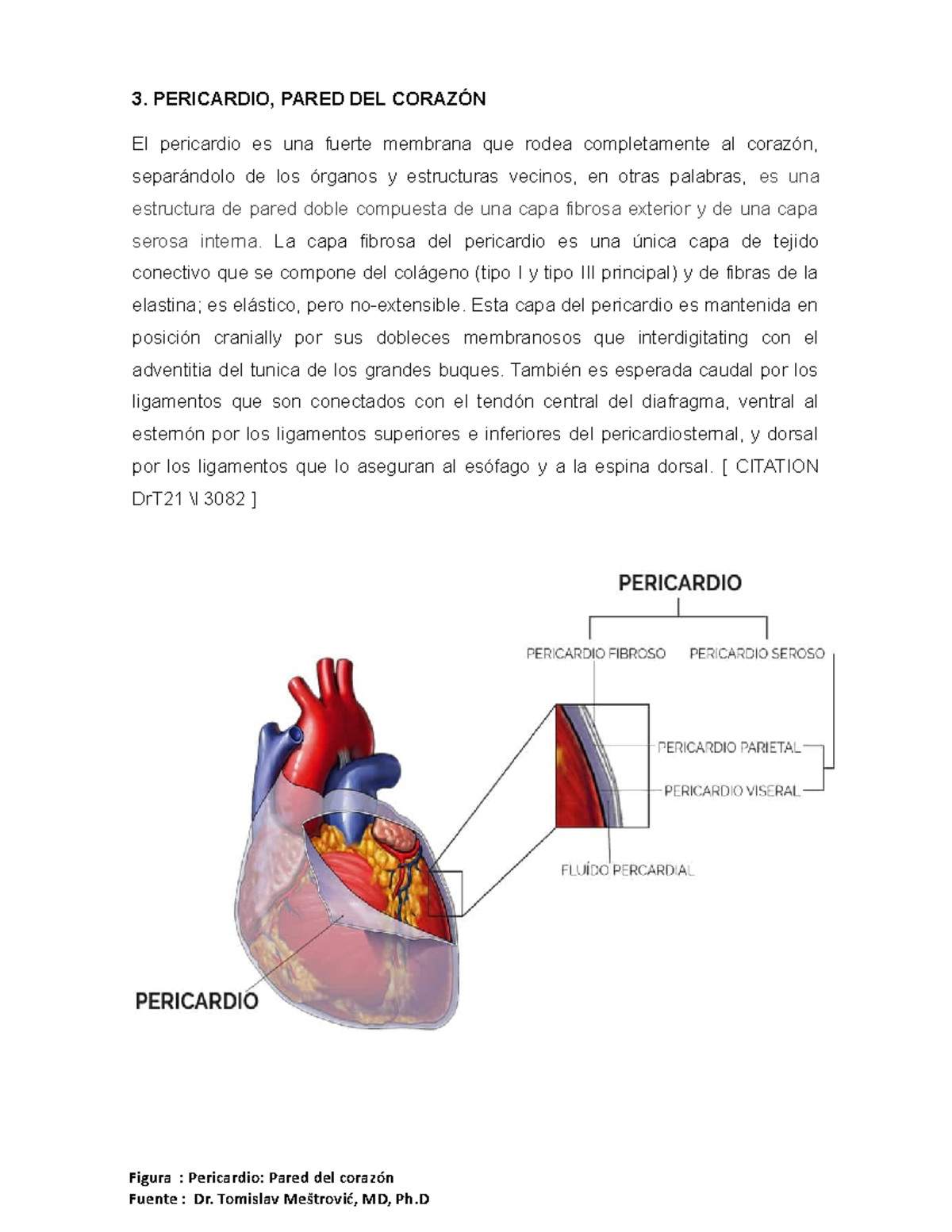 Pericardio Pared Del Corazón Humano 3 Pericardio Pared Del CorazÓn El Pericardio Es Una