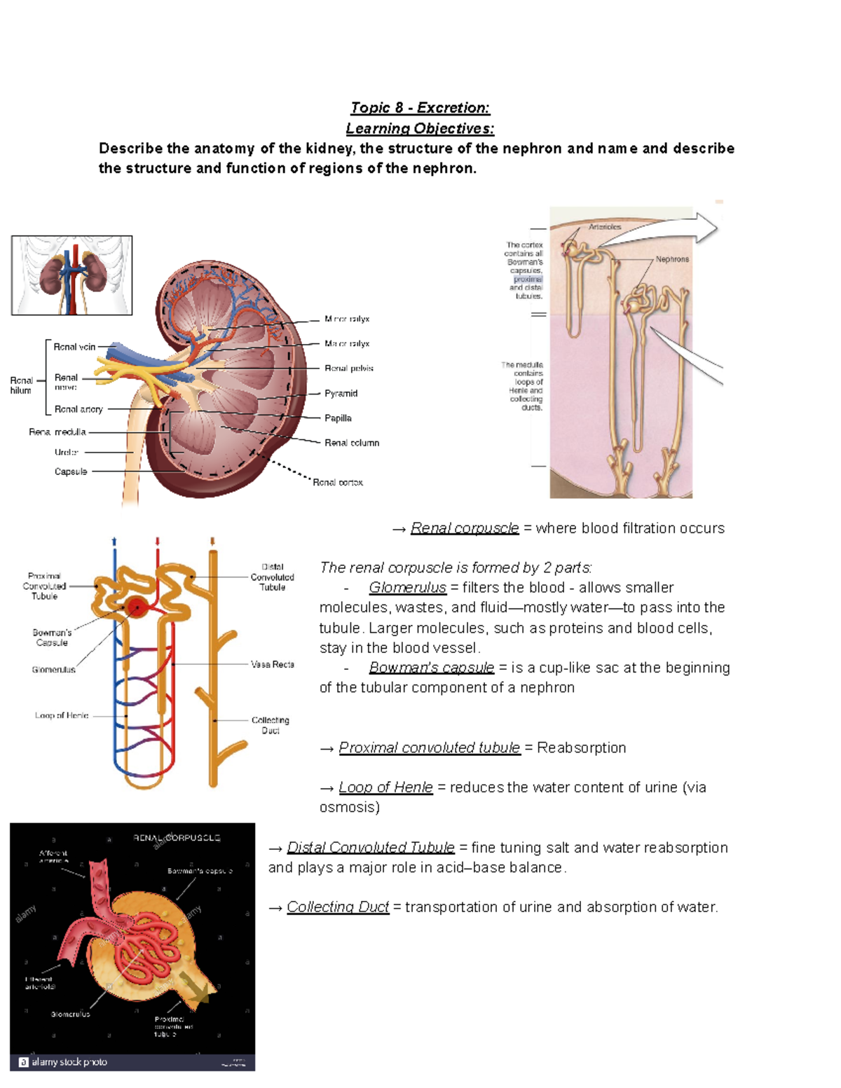 Excretion and Detox summary notes - Topic 8 - Excretion: Learning ...