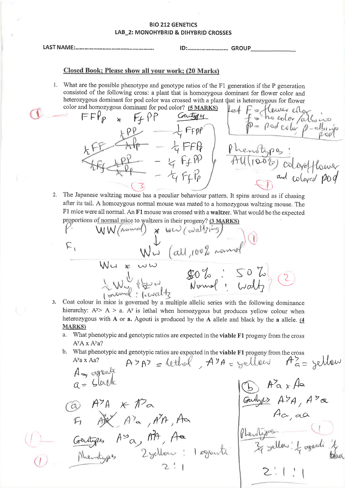 LAB2 Answer Sheet - The Lab Exercise - Genetics - Studocu