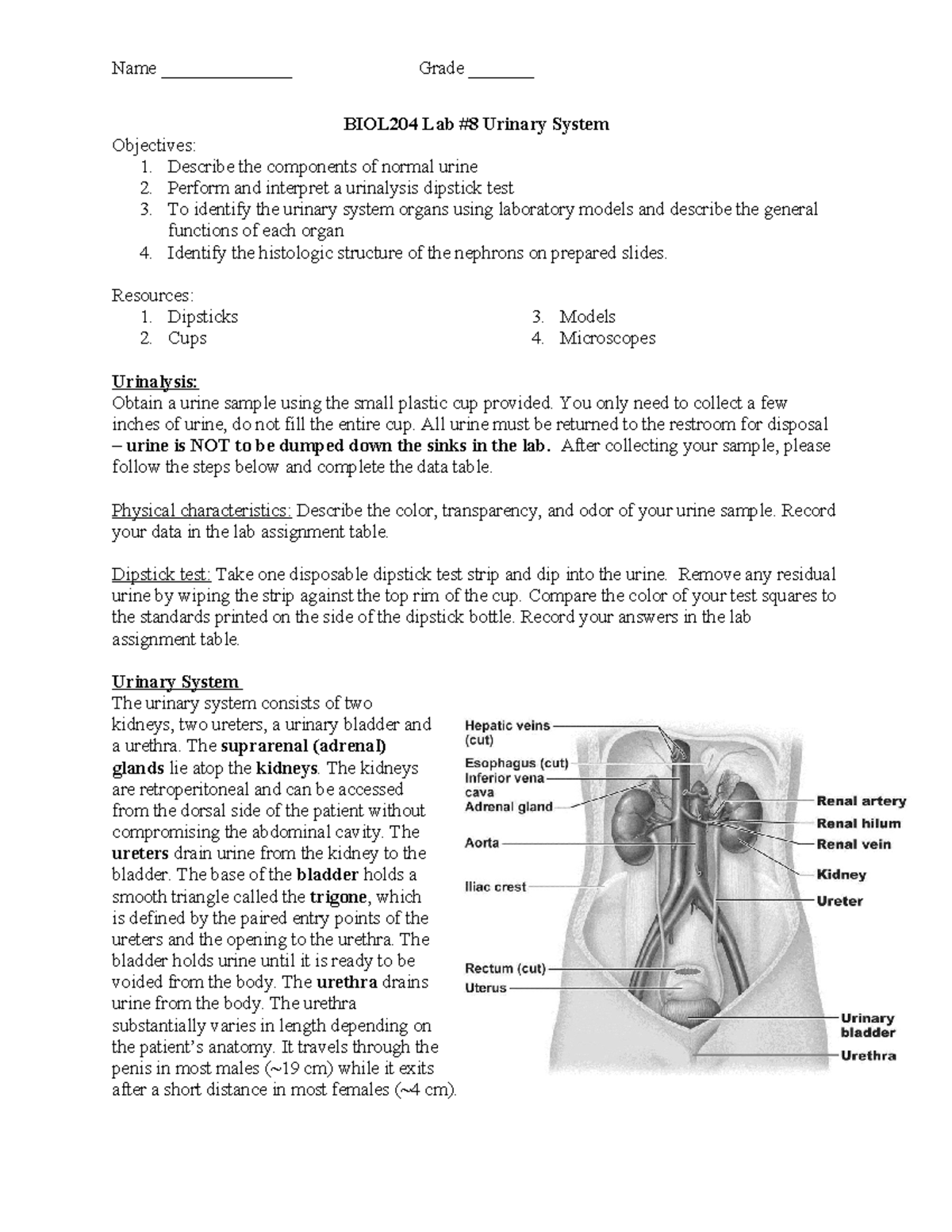 BIOL204 Lab Urinary System Study Guide - Studocu