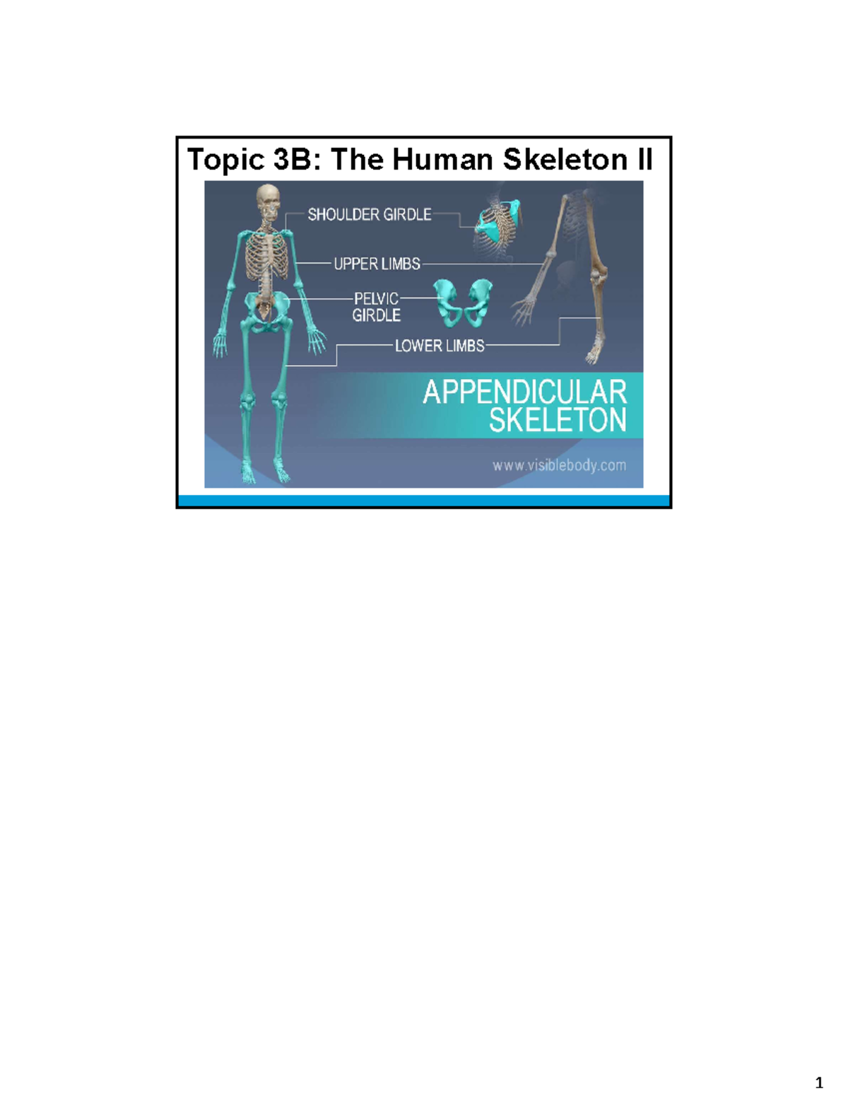 Anp topic 3b part 2 - Topic 3B: The Human Skeleton II You may only ...