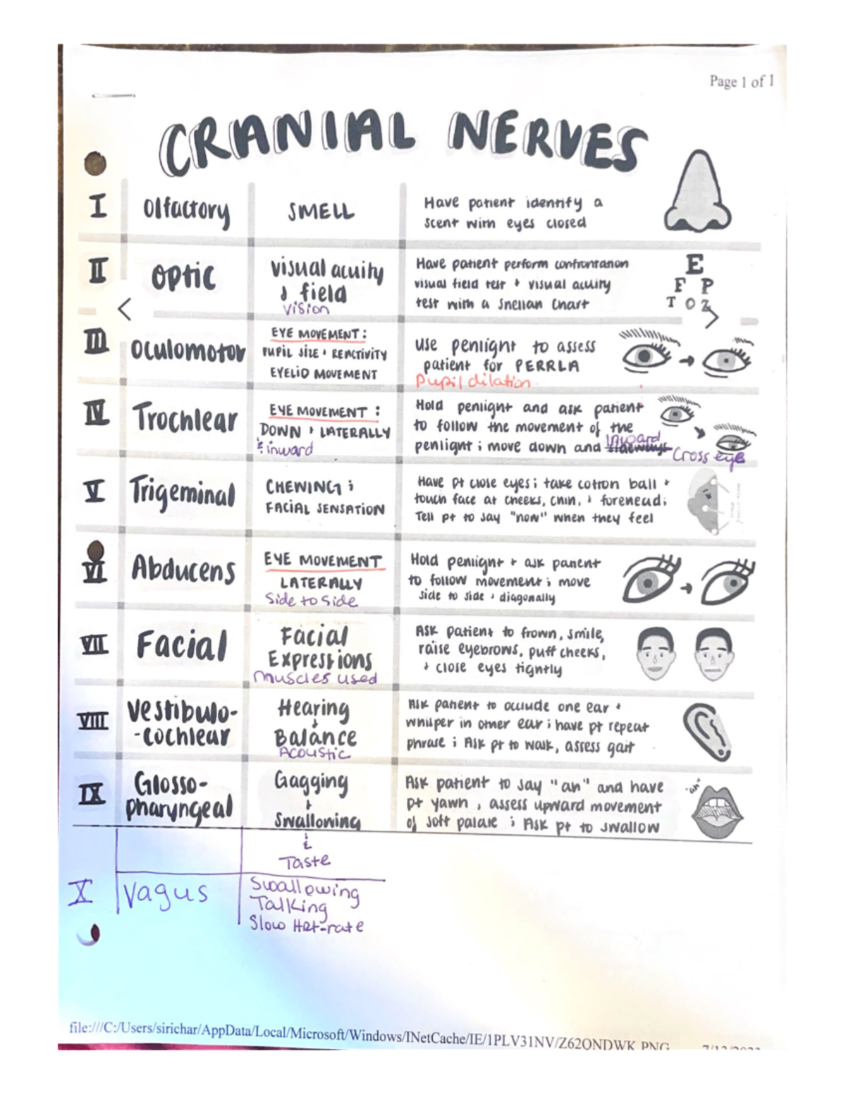 Cranial nerves - NURS 3112 - Studocu