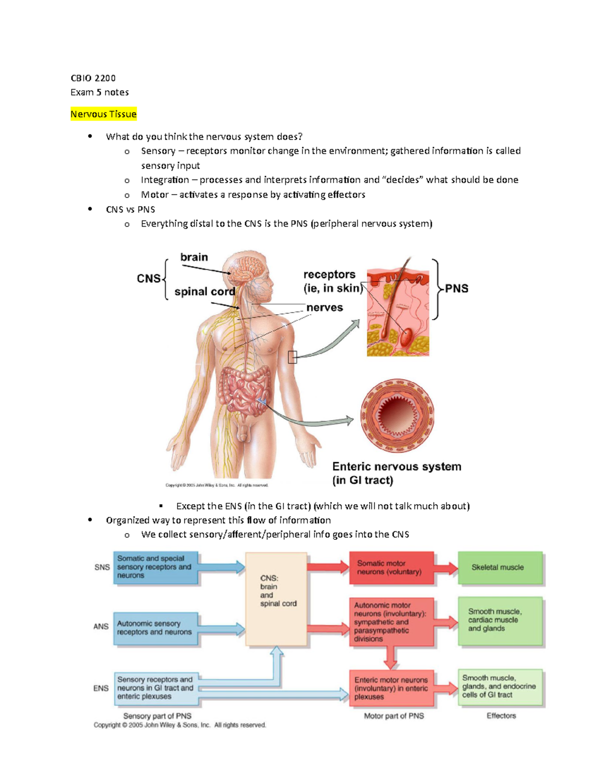 CBIO 2200 Exam 5 Notes - CBIO 2200 Exam 5 notes Nervous Tissue What do ...