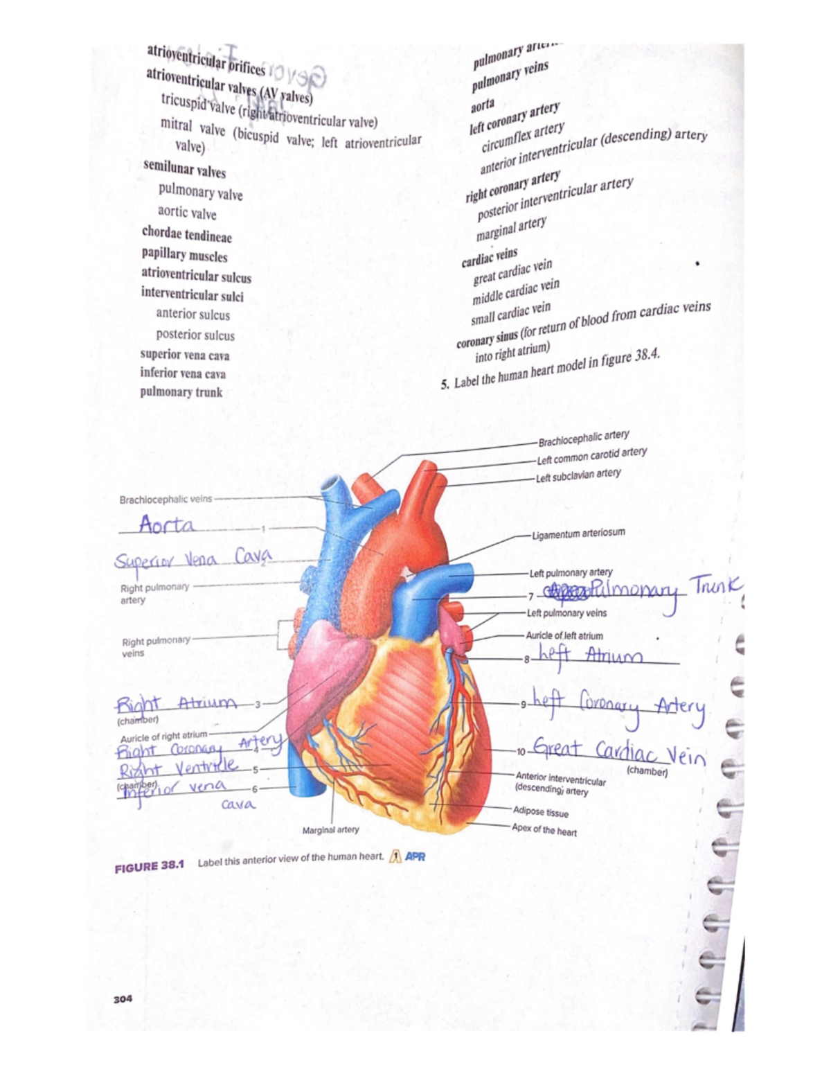 Heart Structure 38 - McGraw Hill Laboratory Exercises for anatomy and ...