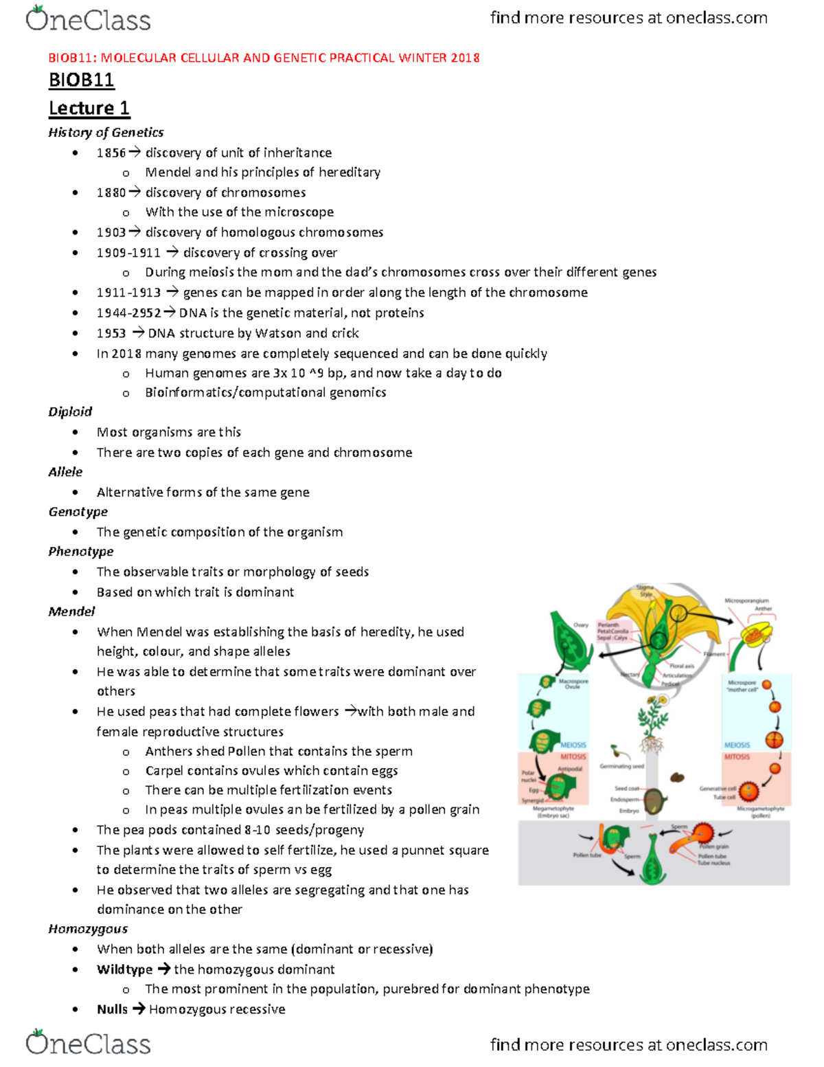 BIOB11 Notes - BIOB11: MOLECULAR CELLULAR AND GENETIC PRACTICAL WINTER ...