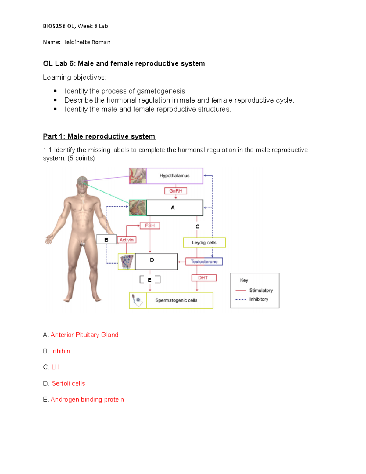 BIOS256 Lab WEEK 6 - Week 6 Lab - Name: Heidinette Roman OL Lab 6: Male ...