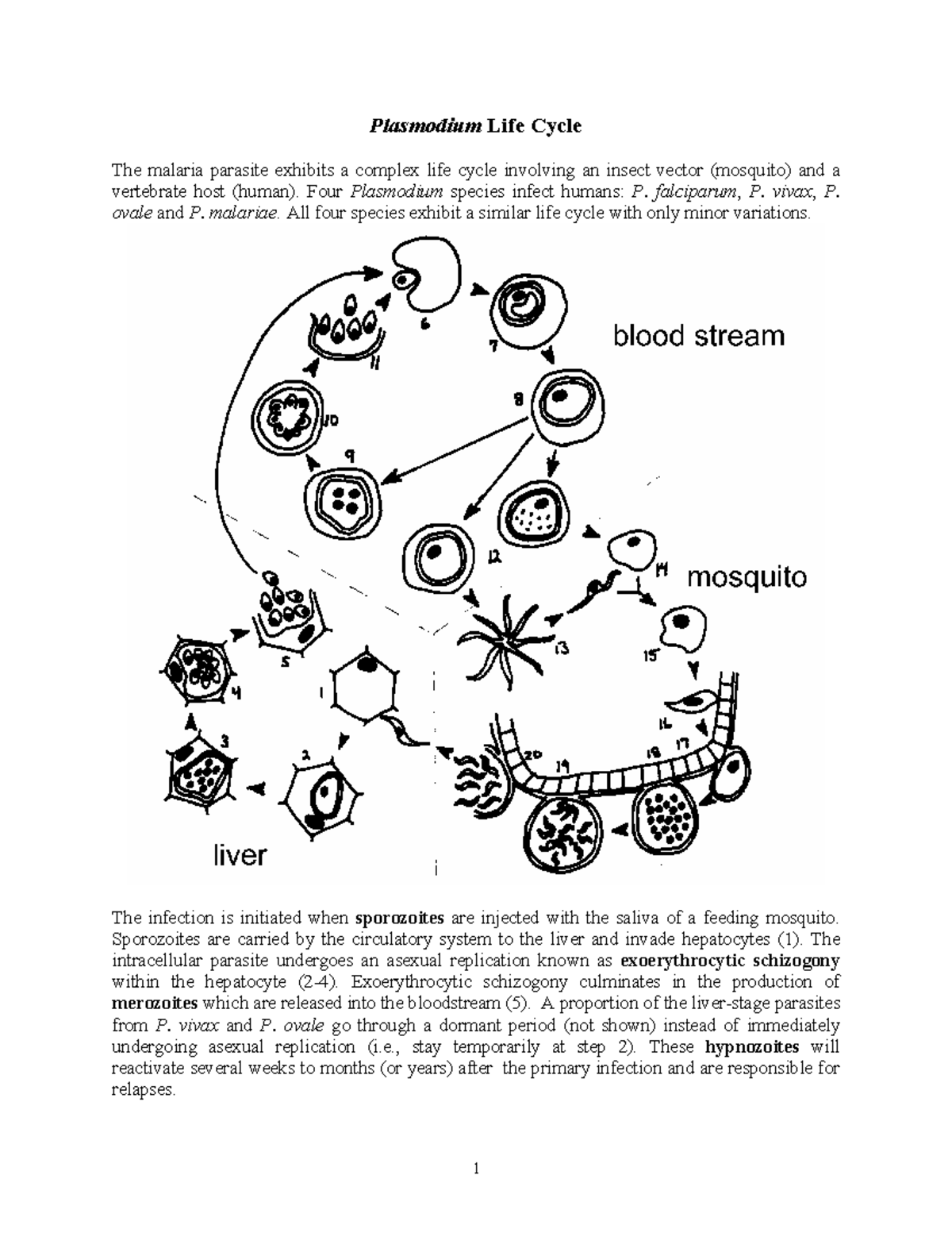 Plasmodium Life Cycle Summary - Plasmodium Life Cycle The malaria ...