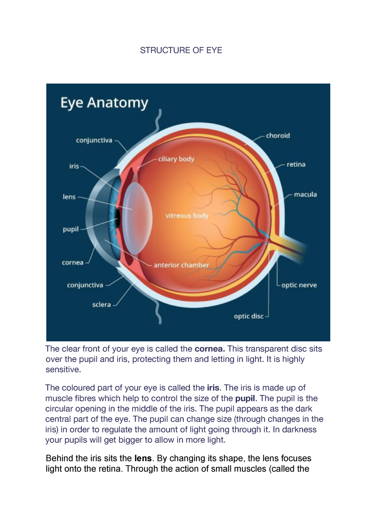 EYE Structure - It is very useful notes for students - STRUCTURE OF EYE ...