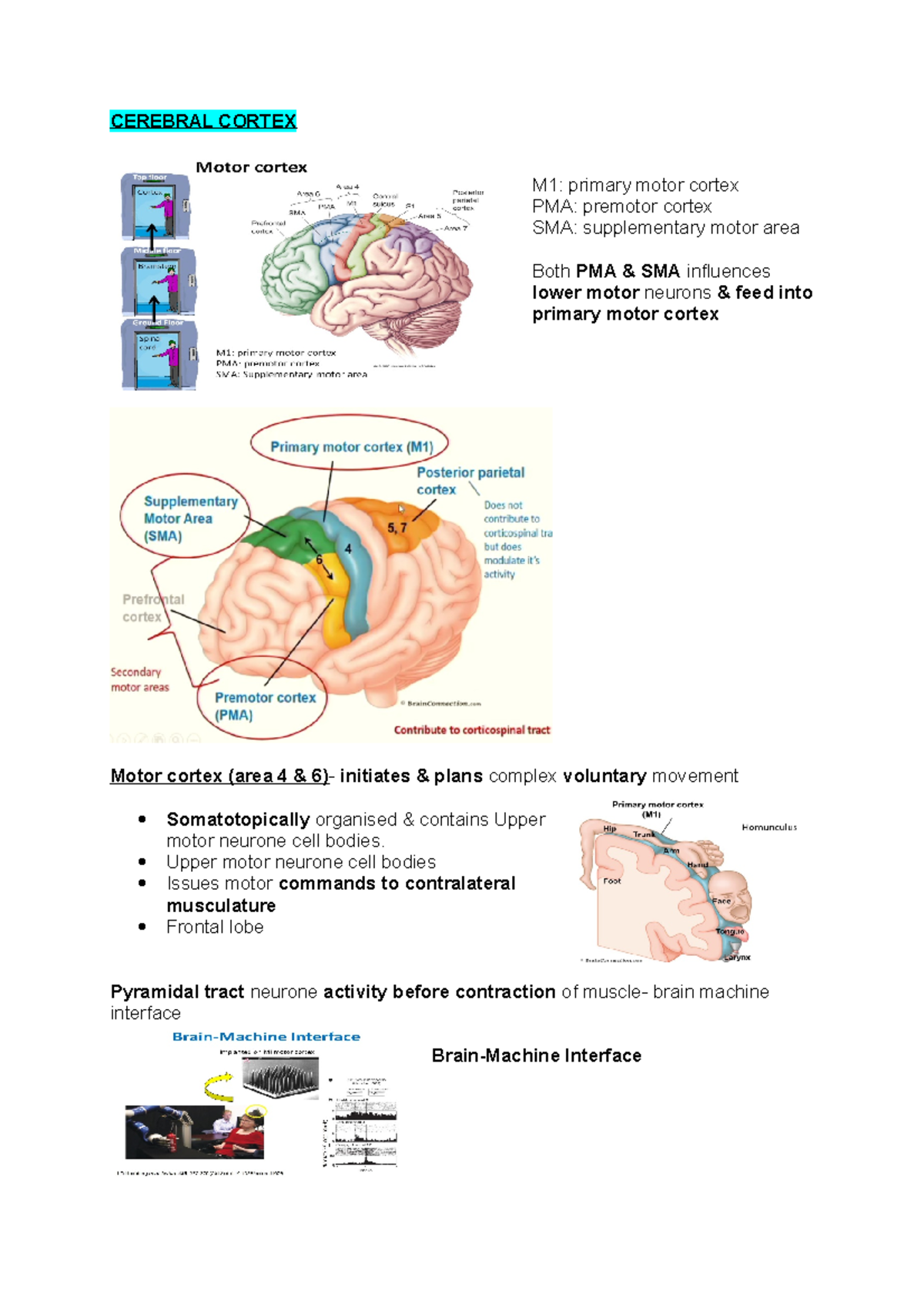 Cerebral Cortex - Lecture notes Anatomy notes - CEREBRAL CORTEX M1 ...