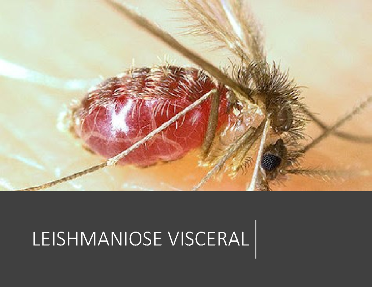 Leishmaniose Visceral: Agente, Sintoma, Tratamento – WBVGM