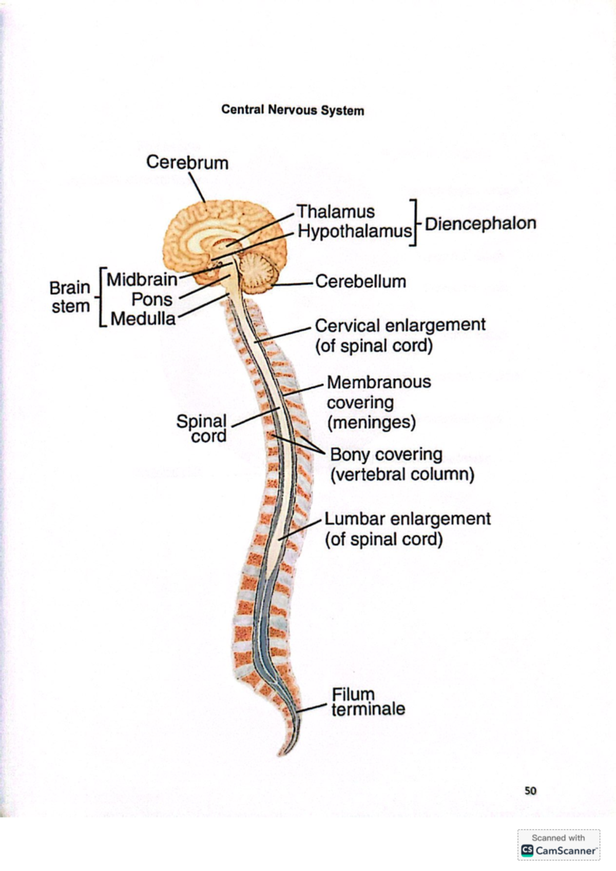 Nervous System - Laboratory Manual - Central Nervous System Cerebrum ...