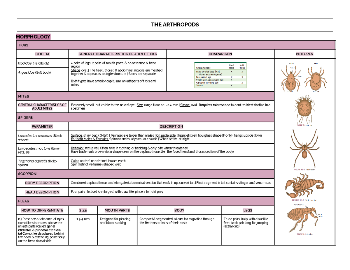 The Arthropods : Chart - THE ARTHROPODS MORPHOLOGY TICKS IXODIDA ...