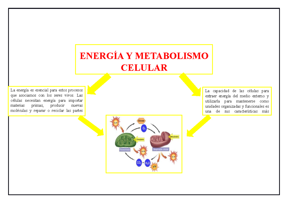 Celula mapa mental La energía es esencial para estos procesos que asociamos con los seres Celula mapa mental La energía es esencial para estos procesos que asociamos con los seres