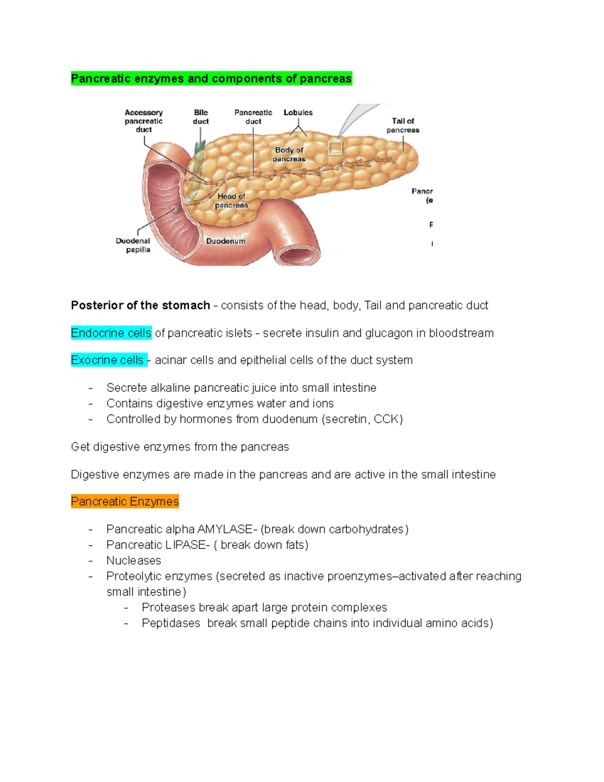 Pancreatic enzymes and components of pancreas Pancreatic enzymes and