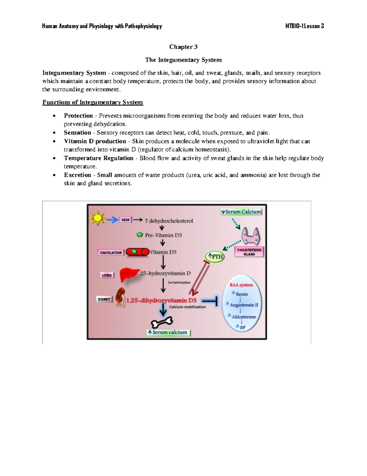 MTBio 1Lesson 3 - BSMT - Chapter 3 The Integumentary System ...