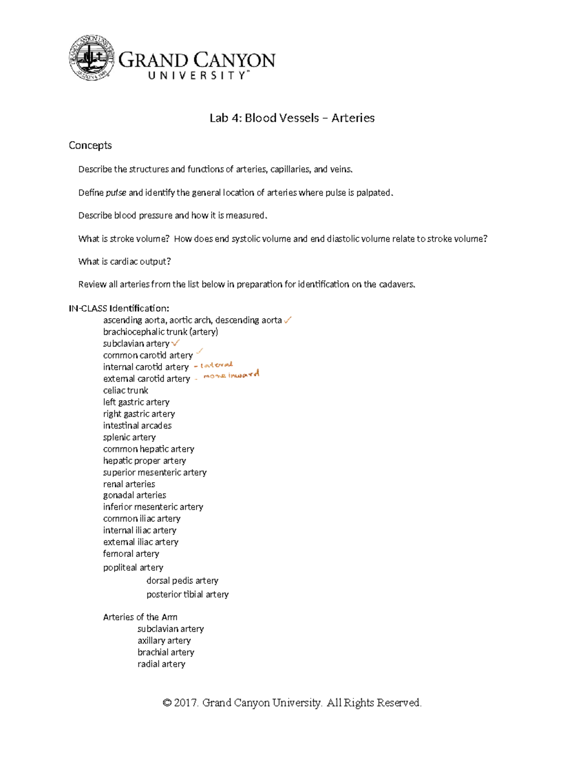 BIO 211L RS Lab Week 5 Arteries - Lab 4: Blood Vessels – Arteries ...