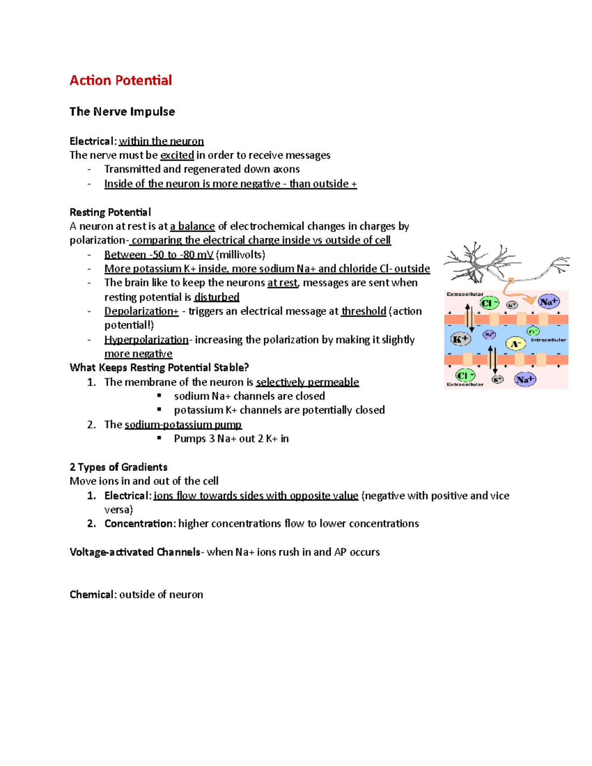 Action Potential - Prof. Kristen Breit - Action Potential The Nerve ...
